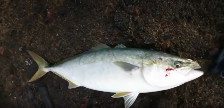 釣り自粛解禁1発目！！青物釣行ｗ